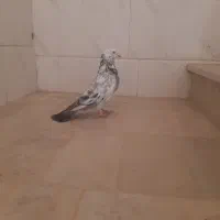 کبوتر پرنر