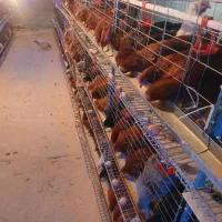 فروش تخم مرغ رسمی