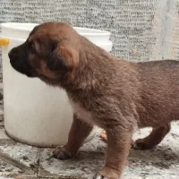 طوله سگ پژدر اصیل