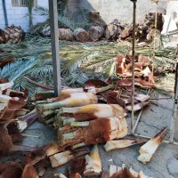 برش نخل قطع نخل در کل استان|خدمات باغبانی و درختکاری|برازجان, |دیوار