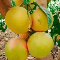 فروش-باغ-میوه-سندتک-برگ-و-13-تا-15تن-میوه-در-دزفول