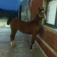 مادیان اصیل کرد|اسب و تجهیزات اسب‌سواری|سقز, |دیوار