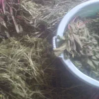 سبزی خورشتی پاک کرده  تمیز و بهداشت