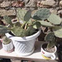 گل و گلدان|کلکسیون اشیاء عتیقه|سنندج, |دیوار