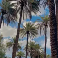 نخل