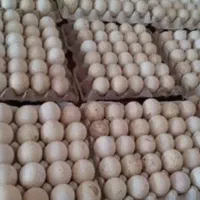 تخم نطفه دار بوقلمون برنز انگلیس