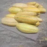 خربزه مشهدی