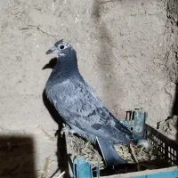 پلاکی جوجه|پرنده|آبکوه, |دیوار