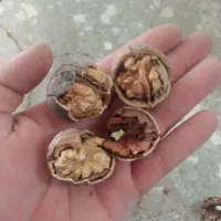 گردو بادم|خوردنی و آشامیدنی|قم, صفائیه|دیوار