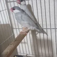 یک جفت نرگسی سیلور مولد معاوضه|پرنده|رشت, جانبازان|دیوار