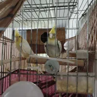 عروس هلندی معاوضه با سهره