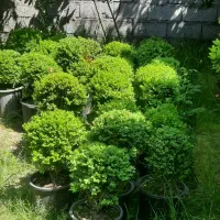 شمشاد توپی
