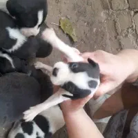 واگذاری توله شکاری