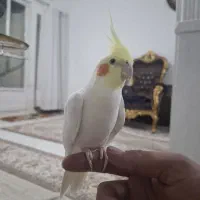 جفت عروس