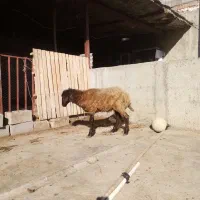 بره|حیوانات مزرعه|رامیان, |دیوار