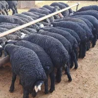 بایکبار خرید گوسفند زنده*مشتری همیشگی ما می شوید|حیوانات مزرعه|تهران, یوسف‌آباد|دیوار