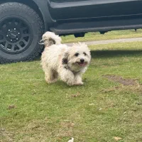 واگذاری سگ شیتزو