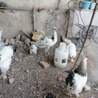 فروش یک طاووس یکساله|پرنده|گرگان, |دیوار