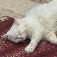 گربه پرشین برفی چشم ابی