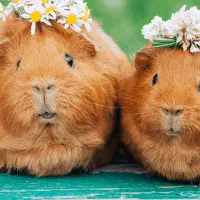 فروش خوکچه هندی