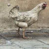 مرغ و خروس گلین کاکلی|حیوانات مزرعه|تهران, وردآورد|دیوار