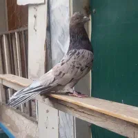 کفتر سرور|پرنده|ماهدشت, |دیوار