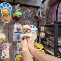 بهترین نژاد پکنیز‌امپریال عروسکی و نژاد دیگر|سگ|تهران, کوی بیمه|دیوار