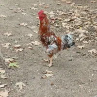 خروس|حیوانات مزرعه|آشخانه, |دیوار