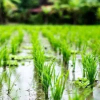 فروش شالیزار در موقعیت مکانی عالی