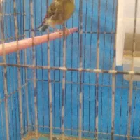 قناری نر وماده|پرنده|اهواز, پردیس|دیوار