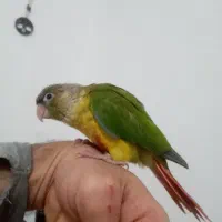 طوطی گرینچیک|پرنده|رشت, کوی فکوری|دیوار