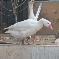 قو غاز|حیوانات مزرعه|گلبهار, شهر جدید گلبهار|دیوار