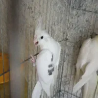 عروس هلندی مولدب همراه ۶تا تخم نطفه زده