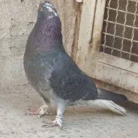 کفتر نر زاغ دم سفید..|پرنده|پاکدشت, پاکدشت (مامازند)|دیوار