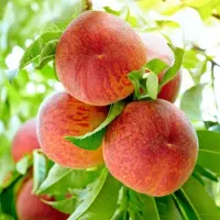 تولید و فروش انواع نهال اصلاح شده دوساله تا ۵ ساله