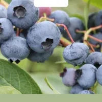 نهال بلوبری و بلکبری و رزبری انواع بری های کمیاب