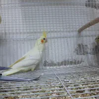 طوطی عروس هلندی
