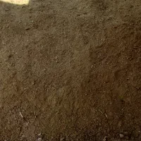 کودگوسفندی|خدمات باغبانی و درختکاری|اراک, |دیوار