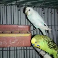 مرغ عشق مولد با جوجه سرلاکی چشم قرمز خونگی سالم|پرنده|قائم‌شهر, |دیوار