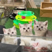 گربه بیرتیش سیلور