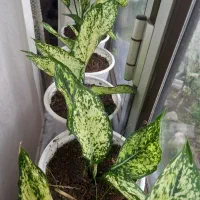 گل های زینتی|گل و گیاه طبیعی|تالش, جوکندان|دیوار