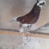 کبوتر|پرنده|اصفهان, گلستان|دیوار