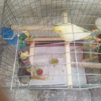 عروس هلندی|پرنده|شهریار, کهنز|دیوار