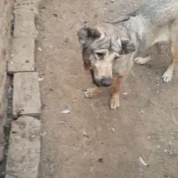 سگ خراسانی نژاد پژدر