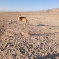 سگ گله ای دهن پاک