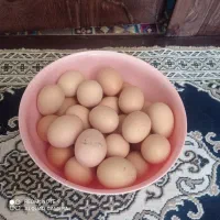 تخم مرغ لاری نطفه دار اصل افغان