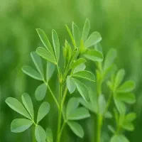 یونجه خالص