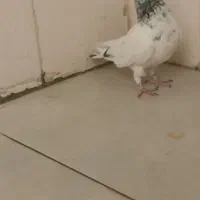 حرف ندارن|پرنده|دهلران, |دیوار