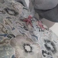 کبوتر|پرنده|اهر, |دیوار