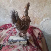 فروش مرغ و ی خروس